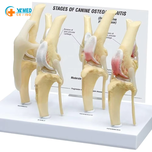 Modelo de Rodilla Canina de 4 Etapas, Modelo Anatómico de Articulación de <span class=keywords><strong>Perro</strong></span>, Tamaño Real, Modelo de <span class=keywords><strong>Esqueleto</strong></span> Animal, <span class=keywords><strong>Esqueleto</strong></span> Médico de Plástico - Product Image 1