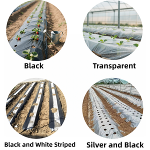 Plástico de Cobertura para Plantas y Vegetales con Protección UV, Negro, 52 Pulgadas de Ancho, 6000 Pies de Largo, 1.1mil/0.9mil de Grosor - Product Image 2