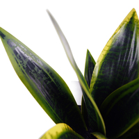 Künstlicher Plastikblumentopf mit grüner Pflanze 36cm für Innendekoration Hochzeit & Chinesisches Neujahr