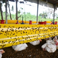 Insectenplakband Fruitboom Lijmval Ongediertebestrijding Dubbelzijdig Geel Vast Vierkant Kleverige Insectenval voor Vliegen Tuin Boerderij