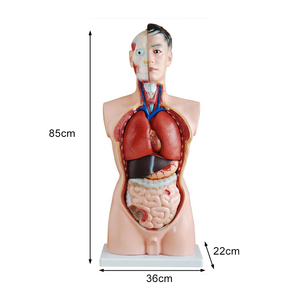 Modelo <span class=keywords><strong>de</strong></span> Torso <span class=keywords><strong>Humano</strong></span> <span class=keywords><strong>de</strong></span> 85 cm, <span class=keywords><strong>de</strong></span> PVC, con Órganos Internos Masculinos, 19 <span class=keywords><strong>Partes</strong></span>, para Material Didáctico, con Certificación CE/ISO - Product Image 5