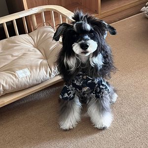 Bei vestiti di tendenza Hawaii stampati per cani per cuccioli di medie dimensioni Schnauzer <span class=keywords><strong>Beagle</strong></span> Yuppie graziosi vestiti per cuccioli camicia - Product Image 3