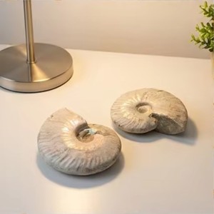 Vente en gros de fossiles d'ammonites naturelles irisées, coquillages de nautilus anciens pour la guérison par le Reiki et la décoration intérieure - Product Image 1