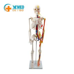Modelo de Esqueleto Humano de 85 cm con Nervios, Venas y Arterias, Cráneo Extraíble, Mandíbula Móvil, Incluye Soporte para Enseñanza Médica - Product Image 1