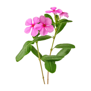 ผงสกัด <span class=keywords><strong>Catharanthus</strong></span> <span class=keywords><strong>roseus</strong></span> 10:1/20:1/30:1/50:1/100:1ผงที่ละลายน้ำได้หลากหลาย - Product Image 4