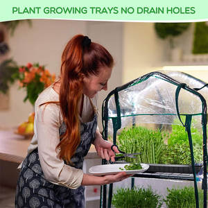 Sprouting Nursery Seeding <strong>10x20</strong> <strong>Growing</strong> <strong>Trays</strong> extra Strength Barley Green Forage Fodder Grow <strong>Trays</strong> 10 X 20 Hydroponic - Product Image 4