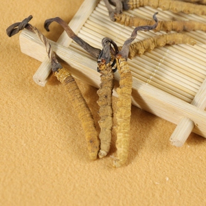 100% bubuk Herbal jamur kering kualitas tinggi alami Tibet Sinensis kordyceps yang dimurnikan liar kualitas makanan organik dalam kaleng - Product Image 3