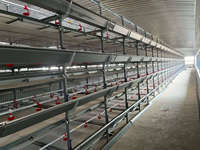 Équipement avicole automatique pour 40 000 oiseaux, cages d'alimentation pour l'élevage de poulets, système de batterie de cages en H pour poules pondeuses