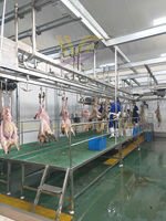Abattoir halal pour moutons, processus d'abattage de la viande d'agneau