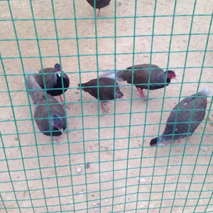 Grillage carré en maille, utilisé pour la fabrication <span class=keywords><strong>de</strong></span> cages pour animaux, le jardinage et la construction, revêtement PVC, matériau <span class=keywords><strong>galvanisé</strong></span> - Product Image 5