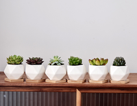 Pot de plante succulente géométrique blanc pour jardin d'intérieur, pots en céramique pour plantes, vente en gros