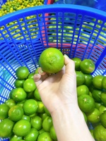 Citron vert et lime sans pépins frais 2022, qualité export vietnamienne de catégorie A, prix de gros abordable - WS 0084 989 322 607