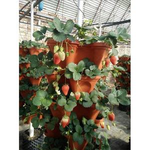 Anzuelo pegajoso, - Product Image 4