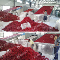 Sécheur à bande transporteuse continue de 10 tonnes pour piments, avec circulation d'air chaud, ligne de séchage pour piments rouges et piments