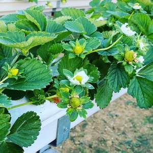 Hydrocultuur Kas Nft Teeltsysteem Verticale Pvc Aardbei Gutter Coco Kokos Substraat Media Plantaardige Groeien Systeem - Product Image 5