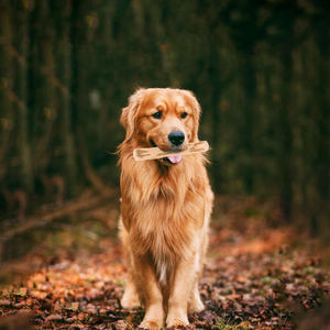 Juguete para masticar perros, palitos para masticar perros naturales, madera de café, palitos para dentición molares degradados, juguetes para perros - Product Image 2