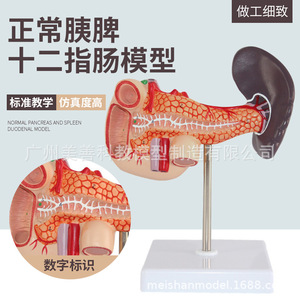 Modèle anatomique du foie, de la rate et du pancréas humains ; modèle du système digestif ; tronc cœliaque ; veine portale ; modèle hépatopancréatique - Product Image 2