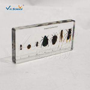 Insecto en Resina, Espécimen de Colección de Insectos, Pisapapeles, Araña Preservada - Product Image 4