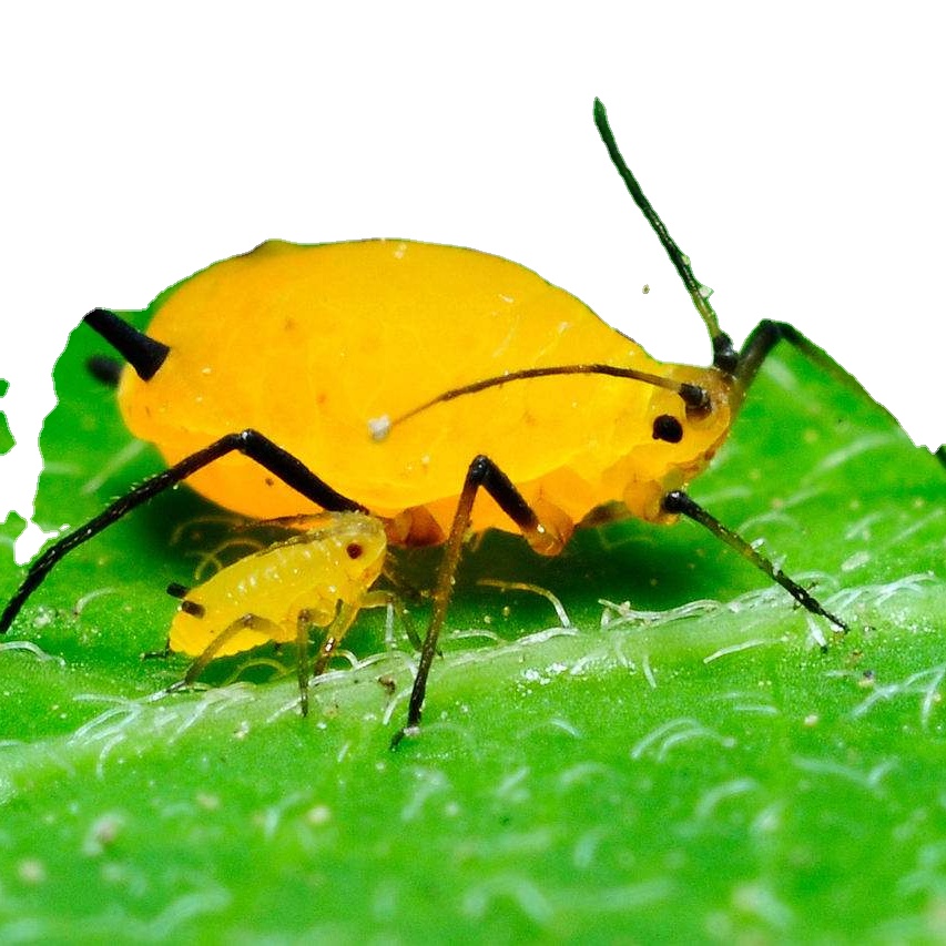 Acetamiprid wheat Aphids Lice Thrips bio pesticide exporter