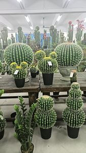 Cactus Artificiale SJ di Alta Qualità, Altamente Realistico ed Ecologico, 50cm, Prezzo di Fabbrica - Product Image 5