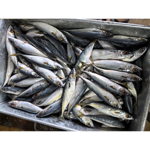 Precio de caballa <span class=keywords><strong>China</strong></span> Caballa Pescado de hielo Pescado de caballa del Pacífico congelado - Product Image 5