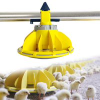 Système d'alimentation automatique pour poulets de chair de la ferme avicole Yyc, de la naissance à l'adulthe