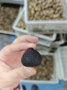 Rekabetçi fiyat siyah sarımsak fermente prim siyah yalnız sarımsak sağlık faydaları ile - Product Image 3