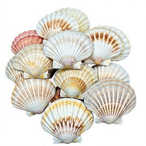 Coquille de palourde naturelle polie, coquillage, art populaire, décoration écologique pour la maison, objet artisanal - Product Image 1