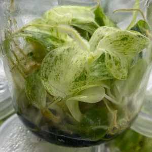 Filodendro Giganteum Blizzard Variegato all'Ingrosso, <span class=keywords><strong>Piante</strong></span> Tropicali Rare per Vivai e Collezionisti - Product Image 1