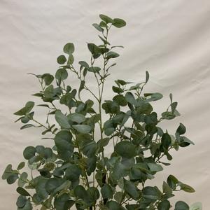 <span class=keywords><strong>Eucalyptus</strong></span> <span class=keywords><strong>en</strong></span> <span class=keywords><strong>pot</strong></span> bureau à domicile grande plante au sol simulant argent arbre plante verte - Product Image 6