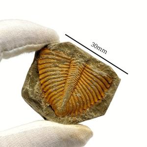 Fósil de Trilobites Naturales Raros de Alta Calidad al por Mayor, Fósil de Imitación de Vida Marina de 500 Millones de Años para Colección y Regalos - Product Image 2