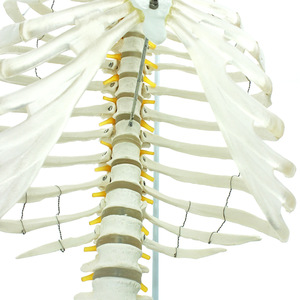 Flexible Funktion Adult 1:1 Wirbelsäule mit Becken und Sternum Modell Bandscheibe ist durchscheinend - Product Image 4