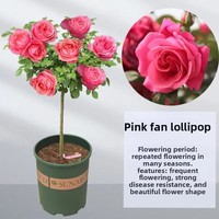 Fabrieksdirect groothandel Valentijnsdag Drie 3 Eeuwige Verse Rozen Glazen Koepel Decoratie Planten Amerikaanse Stijl
