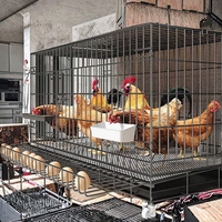 Cages à pigeons simples en gros du fabricant, cloisons d'élevage, hangars de course, équipement de transport de taille moyenne pour poulets