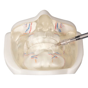 Modèle anatomique féminin transparent <span class=keywords><strong>du</strong></span> <span class=keywords><strong>visage</strong></span> inférieur avec des vaisseaux sanguins pour le modèle facial de formation d'<span class=keywords><strong>injection</strong></span> - Product Image 2