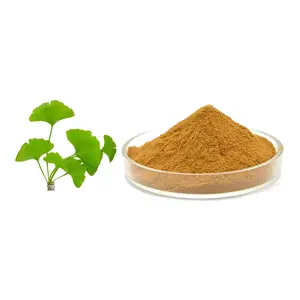 유기농 은행 나무 Biloba P.E. 잎 추출물 분말 50:1 은행 나무 biloba 추출물