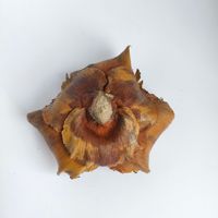 Fleur de noix de coco naturelle importée sur mesure, coquille de fleur séchée, décoration d'intérieur, fleur pour mariage et fête des Mères