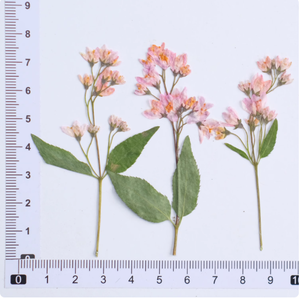 Deutzia Scabra Fleur Avec Branches Scrapbooking Résine Époxy Écologique Véritable Fleur Pressée DIY - Product Image 6