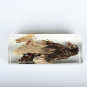 Mẫu Nhựa An Toàn Mổ Xẻ Chim Bồ Câu Hỗ Trợ Giảng Dạy - Product Image 5