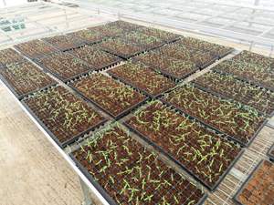 Plantlogic d'irrigation latérale en plastique PVC hydroponique <span class=keywords><strong>substrat</strong></span> de culture de plantes gouttière de culture de toit de serre - Product Image 3