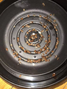 Trampa para Plagas No Tóxica de Color Verde, Monitor de Chinches de Cama de ABS para Interiores, Prevención de Arañas, Cucarachas, Pulgas y Polillas - Product Image 4