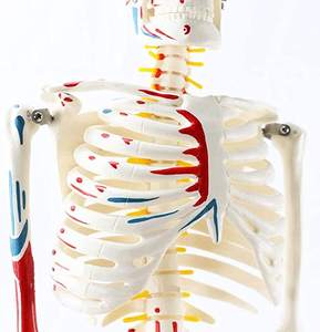 85cm <span class=keywords><strong>scheletro</strong></span> umano modello anatomico medico anatomico Halloween con supporto in metallo <span class=keywords><strong>scheletro</strong></span> anatomico 85cm di altezza braccia rimovibili - Product Image 4