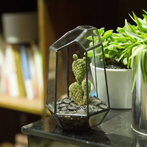 Conception géométrique ouverte moderne Transparent acrylique Reptile Case Floor Usage Irrégulier <span class=keywords><strong>Terrarium</strong></span>/Aquarium Reptiles Plantation - Product Image 6