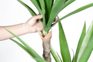 6 pies 180CM alto 3 <span class=keywords><strong>tronco</strong></span> 55 hojas hecho a mano falso gladiolo planta de <span class=keywords><strong>Agave</strong></span> Artificial para suelo interior granja Oficina regalo Decoración - Product Image 3