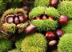 Prix usine poudre d'extrait de châtaigne chinoise extrait de châtaigne de cheval/poudre d'extrait de Castanea Mollissima/extrait de noisette - Product Image 4