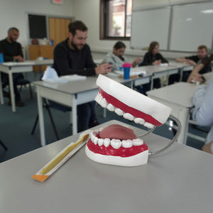 Modello Standard per lo Spazzolamento dei Denti, Modello di Denti Umani per <span class=keywords><strong>Formazione</strong></span> Medica, Realizzato in Plastica e PVC per lo Studio - Product Image 3
