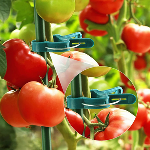 Tomates <span class=keywords><strong>plante</strong></span> <span class=keywords><strong>grimpante</strong></span> Clips fixes fleur légume vigne tige branche croissance attache <span class=keywords><strong>plante</strong></span> prend en charge Clips - Product Image 2