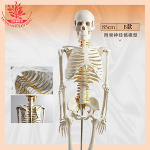 Modèle de squelette humain, 85 cm, sur pied, pour la communication médecin-patient, spécimen médical, squelette humain complet en plastique - Product Image 4