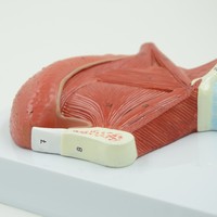 Modelo anatómico agrandado de los músculos de la lengua oral para la enseñanza oral en la Universidad Médica Producto de ciencia médica
