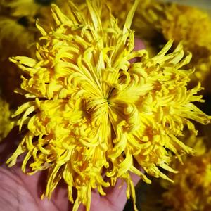 Crisantemo reale di seta dorata tè sfuso grande colore giallo crisantemo al gusto di <span class=keywords><strong>erbe</strong></span> tè dimagrante della <span class=keywords><strong>casa</strong></span> del tè dell'hotel - Product Image 5